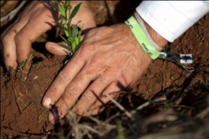 Plant a tree at Arboretum